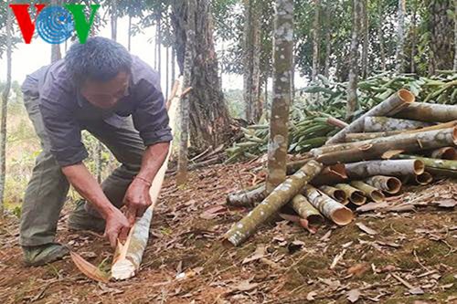 La canela ayuda a agricultores de Bao Yen a prosperar en tierra natal - ảnh 2