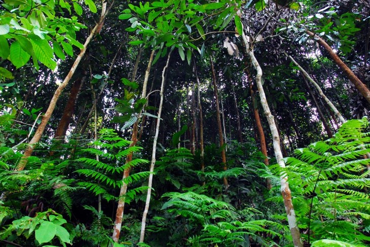 La canela ayuda a agricultores de Bao Yen a prosperar en tierra natal - ảnh 1