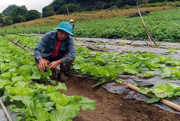 Aspiración emprendedora de los jóvenes étnicos iluminan las aldeas de Vietnam - ảnh 1