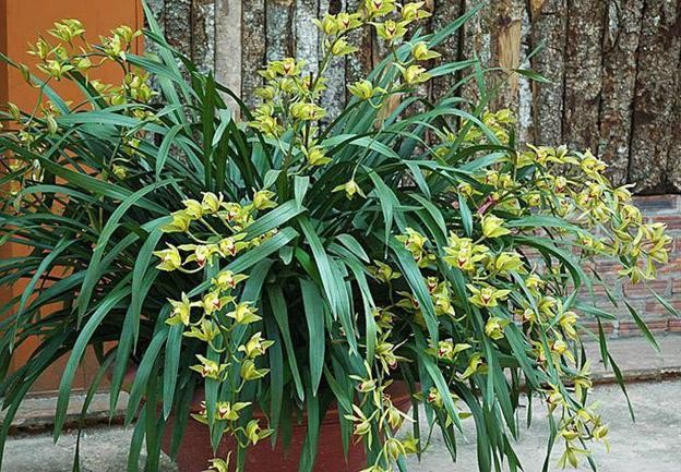 Compatriotas de Ta Phin salen de la pobreza gracias al cultivo de orquídea Cymbidium - ảnh 2