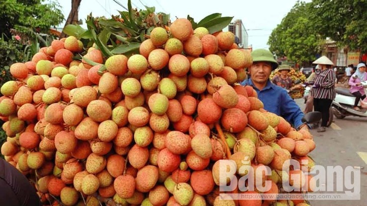 Sebanyak 2 ton buah leci Vietnam laris dijual di Jepang hanya dalam sehari - ảnh 1