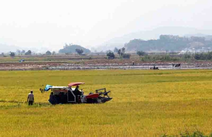 Cosecha abundante en los campos del distrito de Lak - ảnh 1