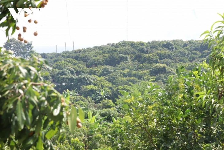 La aplicación exitosa del modelo económico mixto trae gran fortuna al agricultor de Son La - ảnh 2