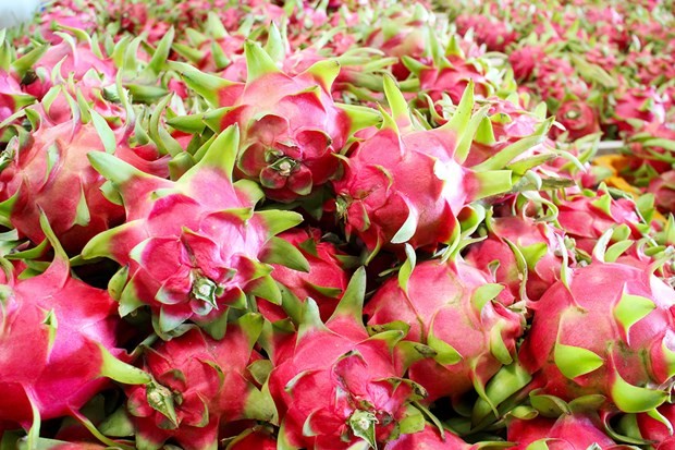 Vietnam factura más de 47 millones de dólares por exportación de pitahaya en 2023 - ảnh 1