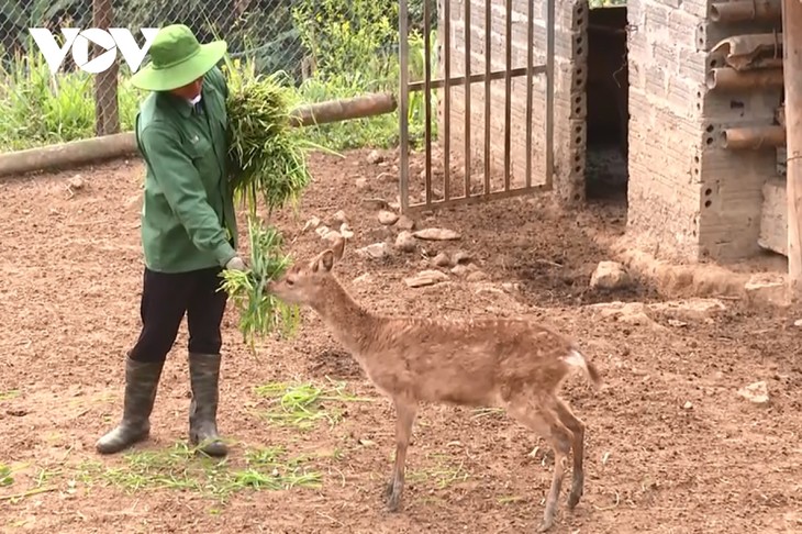 ¿Cómo los habitantes de Lai Chau fueron capaces de salir de la pobreza? - ảnh 2