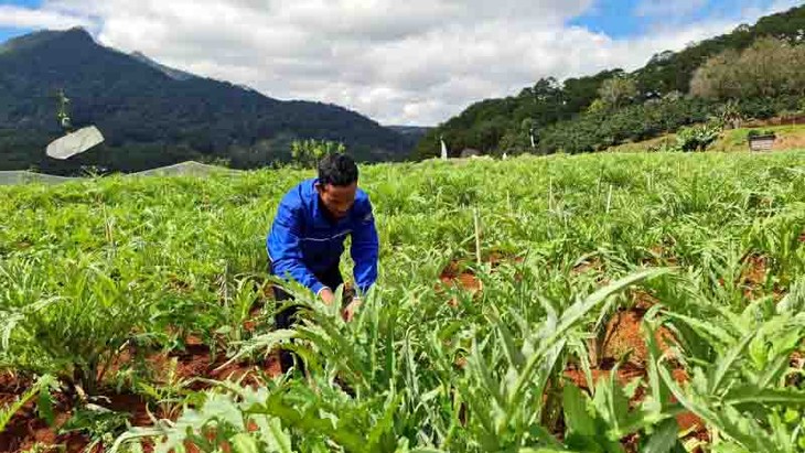 Lam Dong apuesta por revitalizar la situación socioeconómica de los pueblos étnicos locales - ảnh 1