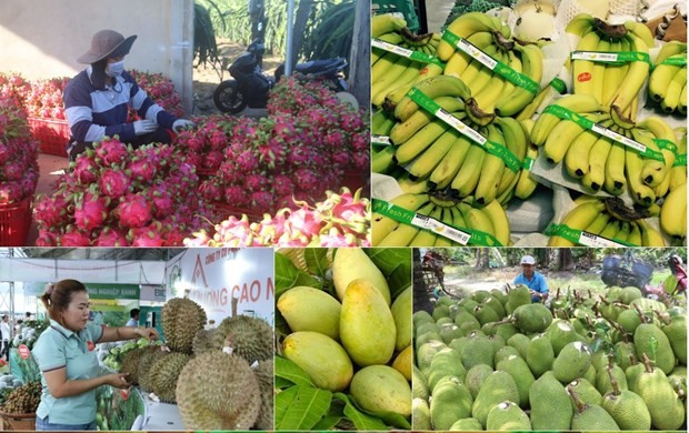 Exportación de productos agrícolas, forestales y pesqueros superó los 29 mil millones de dólares en los primeros siete meses de 2023 - ảnh 1