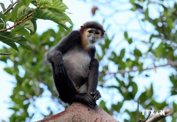 Aumenta cooperación con USAID en protección de animales salvajes - ảnh 1