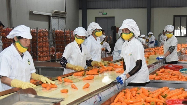 Vietnam avanza hacia objetivo de 10.000 millones de dólares en exportaciones de frutas y hortalizas - ảnh 1