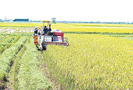 El desarrollo agrícola en la provincia norvietnamita de Thai Binh - ảnh 1