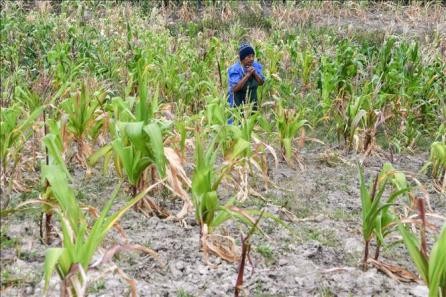 Organizaciones internacionales advierten sobre más impactos negativos del cambio climático - ảnh 1