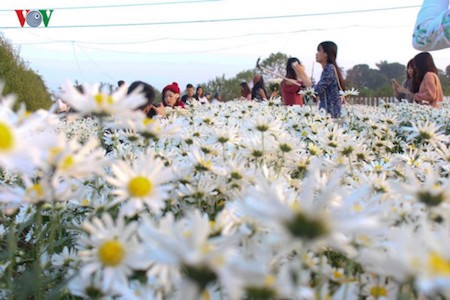 Hermosas margaritas de ojo de buey en el pueblo de flores de Nhat Tan - ảnh 10