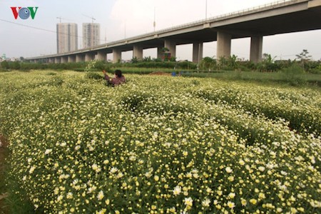 Hermosas margaritas de ojo de buey en el pueblo de flores de Nhat Tan - ảnh 12