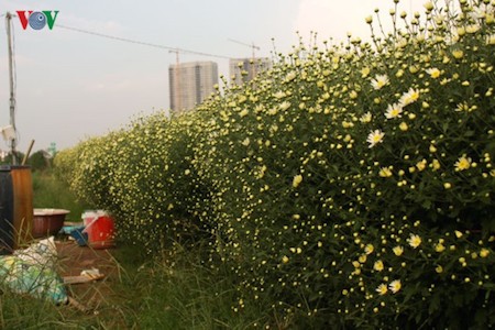 Hermosas margaritas de ojo de buey en el pueblo de flores de Nhat Tan - ảnh 6