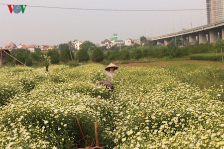 Hermosas margaritas de ojo de buey en el pueblo de flores de Nhat Tan - ảnh 7