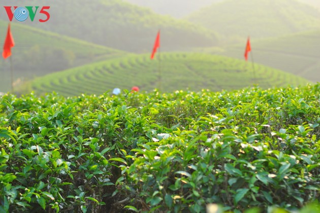 La belleza de las islas de té Thanh Chuong - ảnh 6