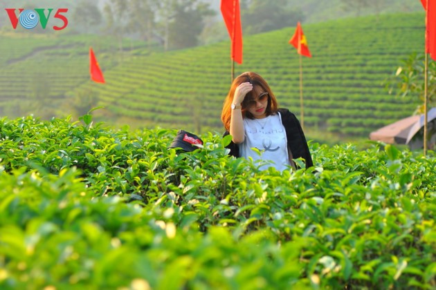 La belleza de las islas de té Thanh Chuong - ảnh 7