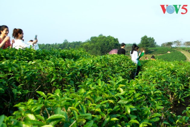 La belleza de las islas de té Thanh Chuong - ảnh 8