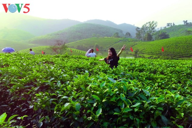 La belleza de las islas de té Thanh Chuong - ảnh 9