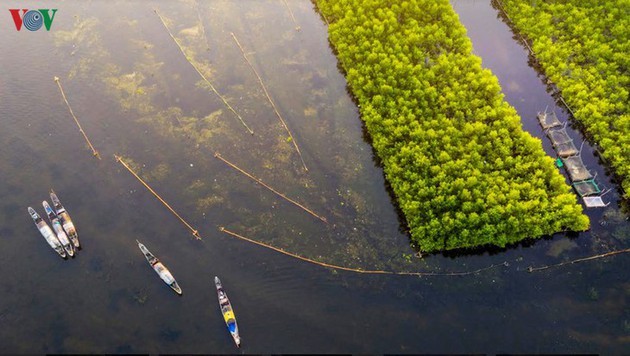 El encanto del pantano de Quang Loi - ảnh 1