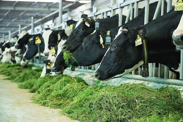 Granja lechera vietnamita accede a mercado de China - ảnh 1