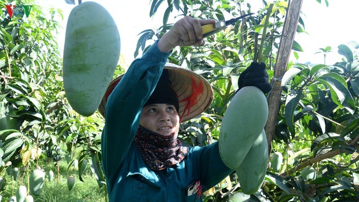 Localidad norteña por ganar más cuotas de mercados nacional y extranjeros de productos agrícolas - ảnh 1