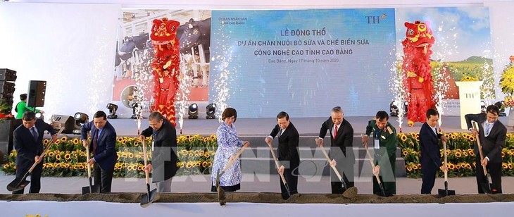 Comienza construcción de gran proyecto de cría de vacas lecheras en Cao Bang - ảnh 1