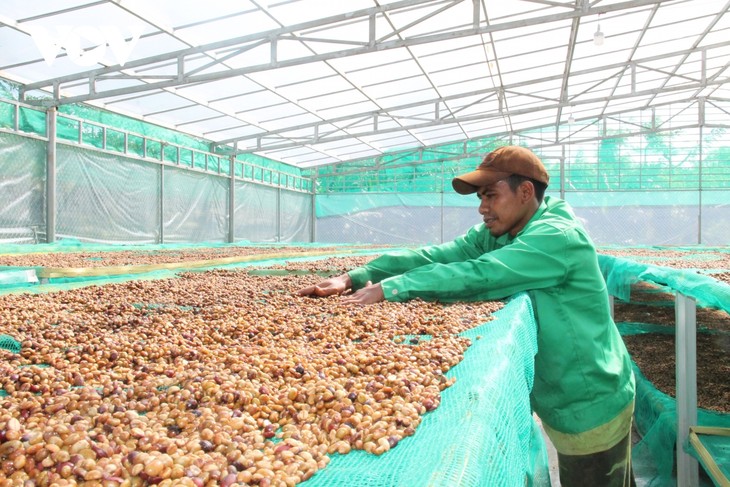 Esfuerzos del sector cafetero de Vietnam por reinventarse en el nuevo contexto - ảnh 1