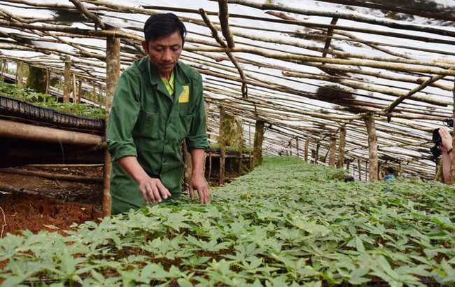 Firman un acuerdo sobre el desarrollo del ginseng vietnamita en el mercado internacional - ảnh 1