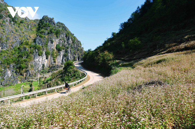 Ha Giang en temporada de flores de alforfón  - ảnh 1