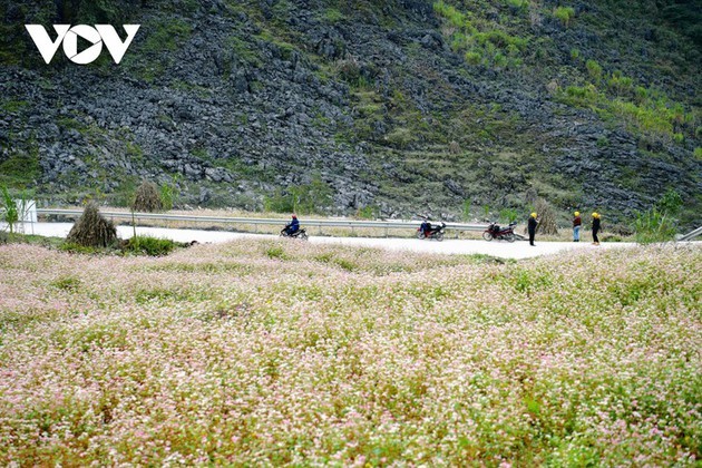 Ha Giang en temporada de flores de alforfón  - ảnh 2