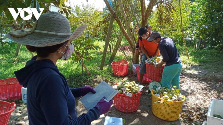 Programa de conexión de bienes entre 5 provincias del Delta del Mekong y Ciudad Ho Chi Minh - ảnh 1