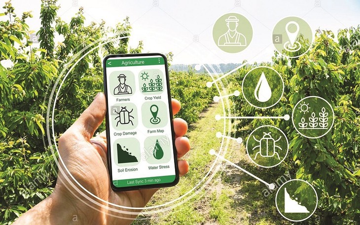 Implementarán sistema de información y base de datos para área de plantación - ảnh 1