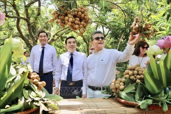 Hung Yen promociona longan a importadores extranjeros - ảnh 1