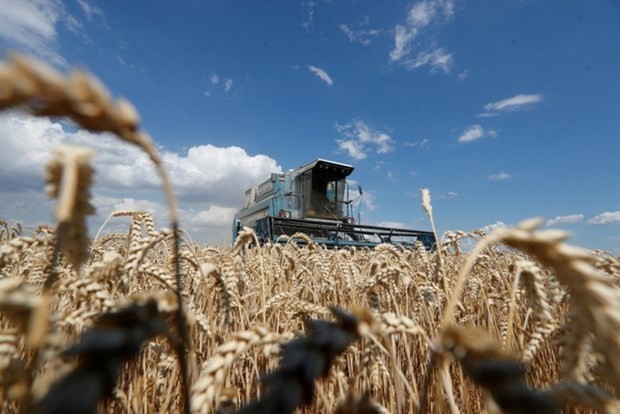 El Banco Mundial ofrece gran asistencia financiera para hacer frente a la escasez global de alimentos - ảnh 1