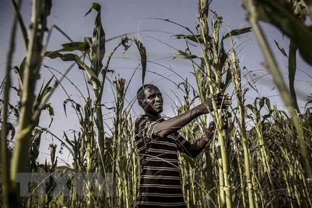 “Nadie se queda atrás”, tema del Día Mundial de la Alimentación de 2022 - ảnh 1