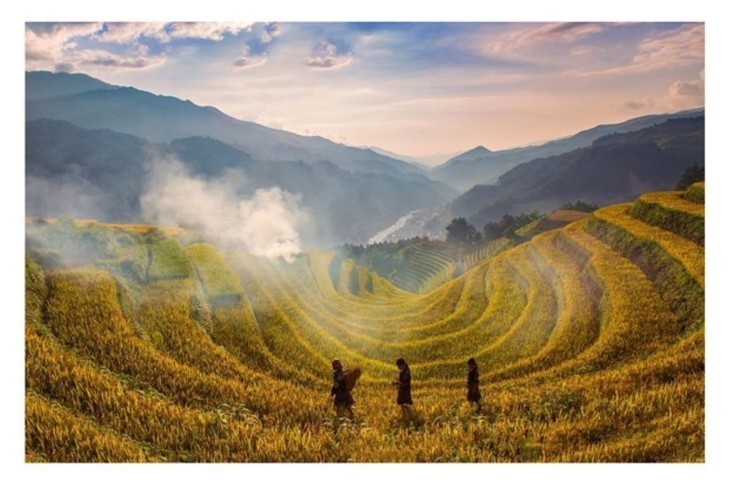 Campos en la temporada del arroz maduro en Vietnam - ảnh 11