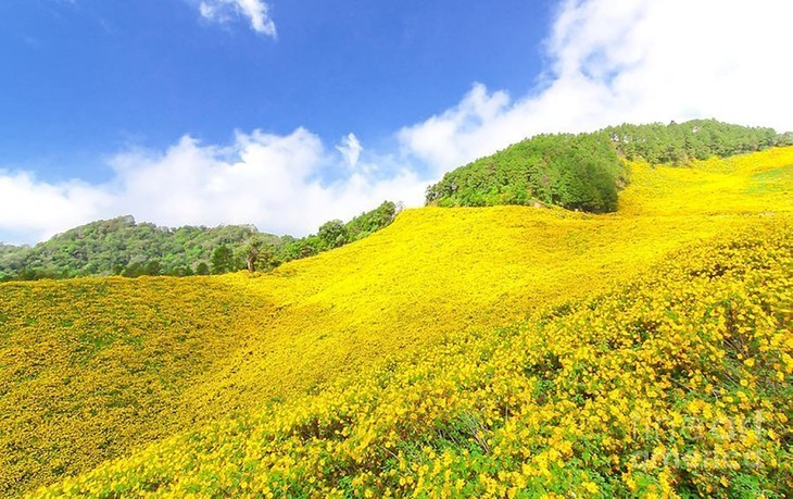 Girasol mexicano en plena floración en el Parque Nacional de Ba Vi - ảnh 2