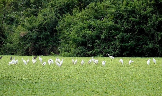 El parque de aves Thung Nham - ảnh 6