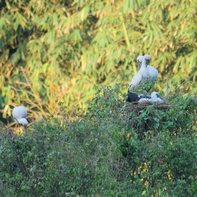 El parque de aves Thung Nham - ảnh 8