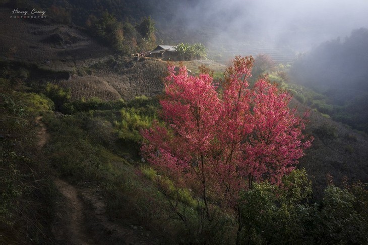 Las flores de To Day anuncian una nueva primavera en Mu Cang Chai - ảnh 2