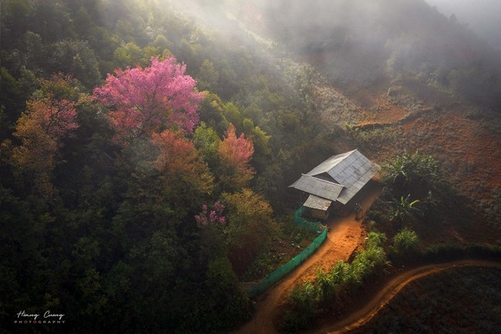 Las flores de To Day anuncian una nueva primavera en Mu Cang Chai - ảnh 3