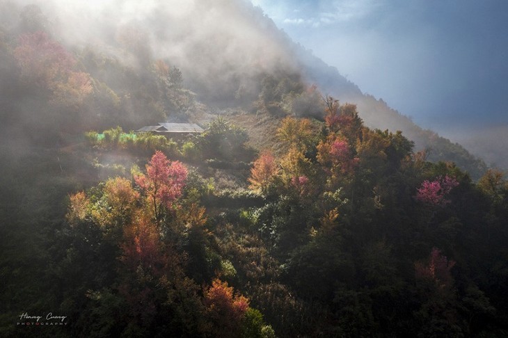 Las flores de To Day anuncian una nueva primavera en Mu Cang Chai - ảnh 4