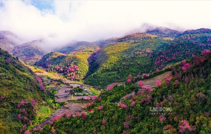 Las flores de To Day anuncian una nueva primavera en Mu Cang Chai - ảnh 5