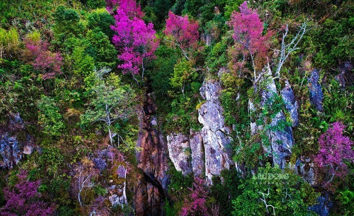 Las flores de To Day anuncian una nueva primavera en Mu Cang Chai - ảnh 7