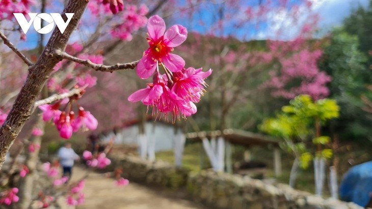 Las flores de To Day anuncian una nueva primavera en Mu Cang Chai - ảnh 9