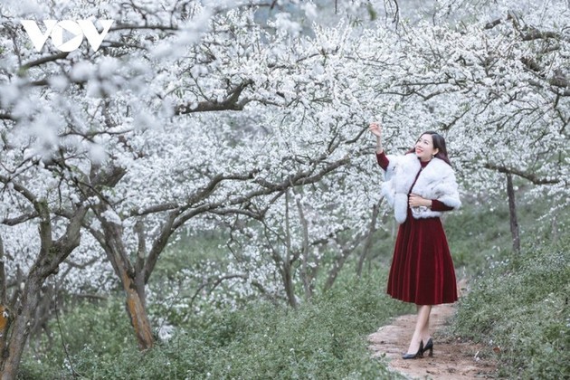 La meseta de Moc Chau se cubre de flores blancas de ciruelo a mediados de febrero - ảnh 10