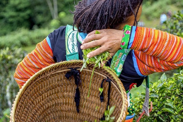 Té Shan Tuyet: una especialidad de Ta Xua - ảnh 7