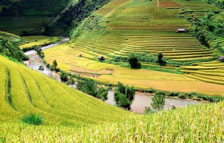 Los mejores destinos para ver el arroz maduro en otoño - ảnh 3