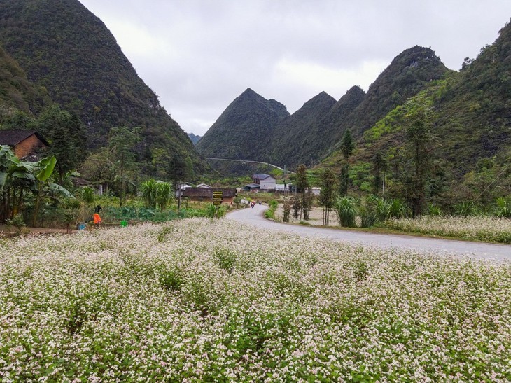 Espléndida meseta kárstica de Dong Van en Ha Giang - ảnh 7